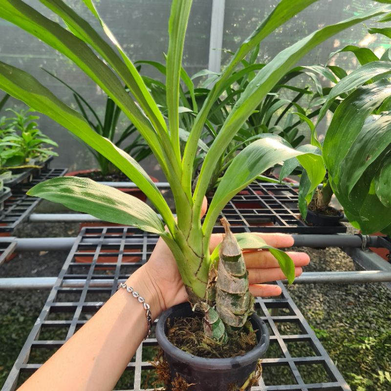 Lan Thiên Nga cây giống