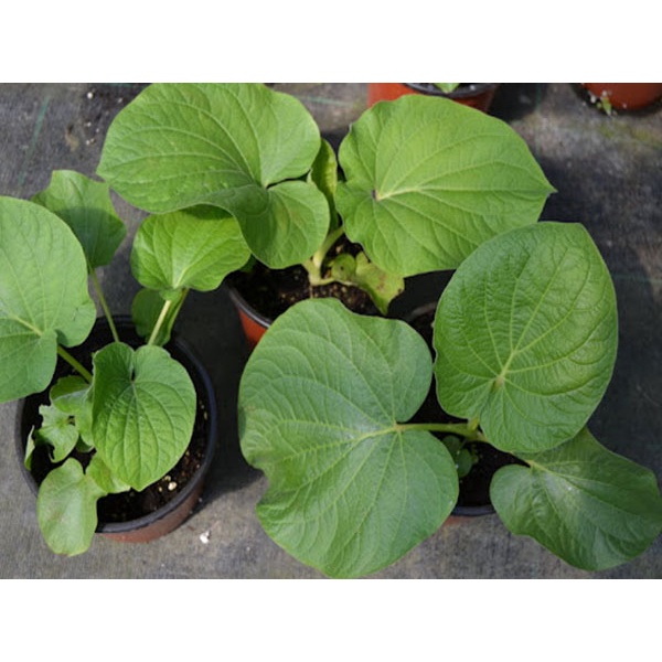 Cây dỗi ăn lá, lá thơm mùi tinh dầu như hạt dổi, ăn kèm rất ngon