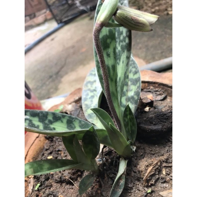 Lan hài táo 1 cây