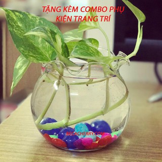 Bể Cá Thủy Tinh Hồ Cá Chậu Cây Miệng Bèo HB-03 (Tặng kèm combo phụ kiện trang trí )