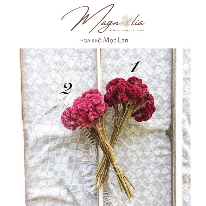 [HIẾM] Hoa Mồng Gà khô Coxcomb Celosia nhập Mỹ cực đẹp trang trí decor cắm lọ hoa, phụ kiện chụp ảnh sản phẩm