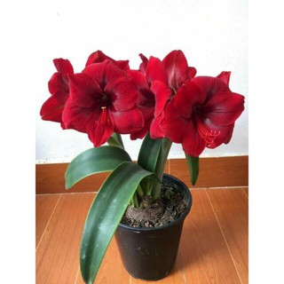 Lan huệ nội Gáo( đang ép nụ)
