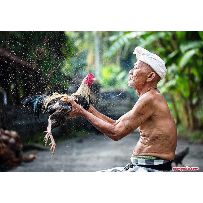 TAN ĐÒN - BÔI TAN ĐÒN CHO GÀ CHỌI GÀ TRE - TAN ĐÒN CHO GÀ ĐÁ