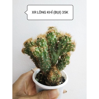 Xương rồng lông khỉ