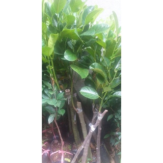 Cây Mít Ruột Đỏ ghép (Chuẩn giống).