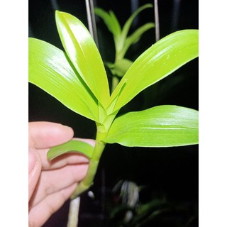 ki phi điệp mắt đỏ