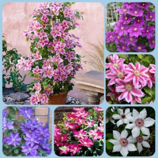 CỦ  HOA LEO ÔNG LÃO ĐÃ CÓ MẦM (6 MÀU )