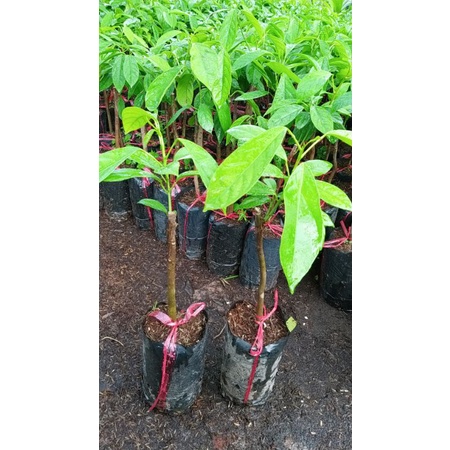 CÂY GIỐNG DÂU DA XANHCÂY GHÉP 2 NĂM CHO TRÁI