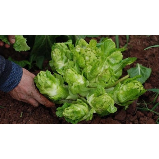 3 Gram ~1000 Hạt Giống Cải Mầm Đá Đặc Sản Sapa