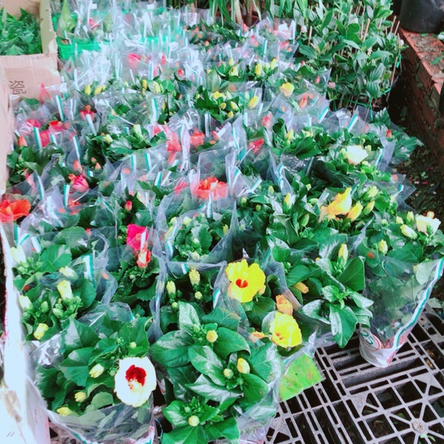 Hoa Dâm Bụt Thái Nhiều Hoa