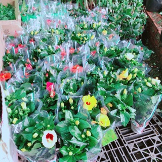 Hoa dâm bụt kép