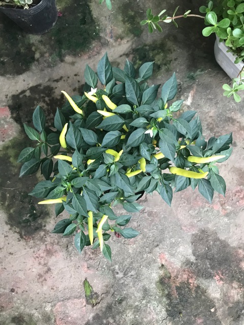 Ớt chỉ thiên siêu quả, siêu cay chỉ 49k/ chậu treo