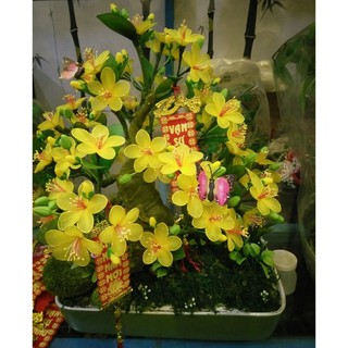 Lọ Hoa mai vải voan