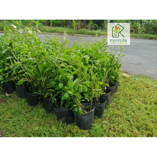 Cúc Tần Ấn Độ, cây che nắng (hỏa tốc HCM)