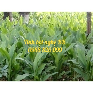 Tinh bột nghệ BB (homemade)
