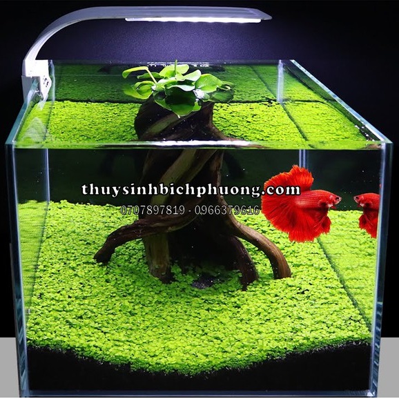 HỒ KÍNH - BỂ CÁ CUBIC SIÊU TRONG NHẬP KHẨU | DÙNG ĐỂ NUÔI CÁ TRỒNG CÂY THỦY SINH