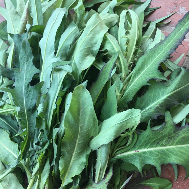 500 g Bồ công anh tươi