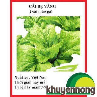 20 gram hạt giống rau cải bẹ vàng