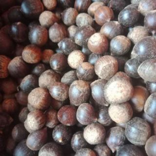 1kg HẠT DẺ RỪNG ĐIỆN BIÊN
