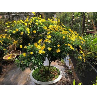 [ XẢ - CẮT LỖ] Hoa cúc thân gỗ