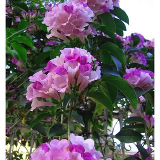 [Video] Cây hoa lan tỏi tím leo giàn cao 80cm- hơn 1m đã trưởng thành