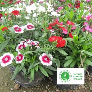 100 Hạt giống Cẩm chướng đơn (tặng gói Kích nẩy mầm và Hướng dẫn) THUTHUY