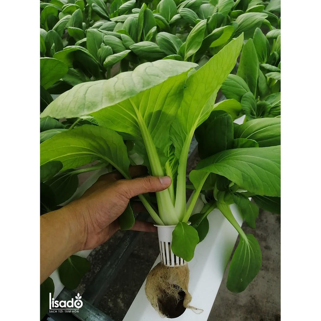 Phân bón thủy canh Grow Master dạng bột cho rau ăn lá
