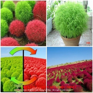 Hạt giống cỏ đổi màu kochia 100 hạt/ gói đến mùa trồng tết