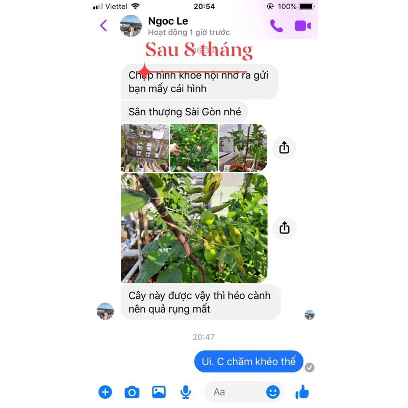 Cây giống hồng táo- Táo tàu- cây táo thuốc chuẩn giống 100%