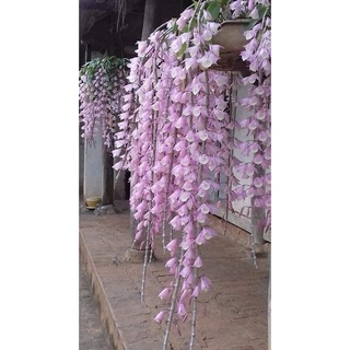 Hoa Lan đột biến hạc vỹ(1 bó hình cuối)