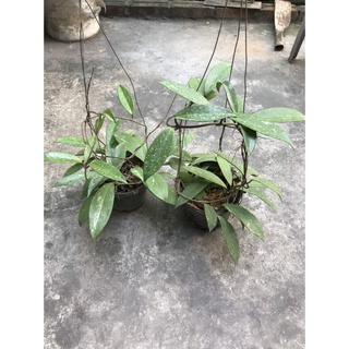 combo 2 giò hoa lan cẩm cù đỏ