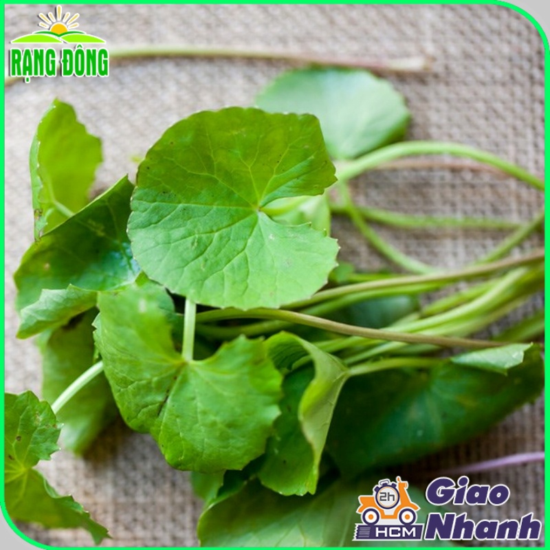 Hạt giống Rau Má Lá Lớn trồng quanh năm, năng suất cao - Hạt giống Rạng Đông
