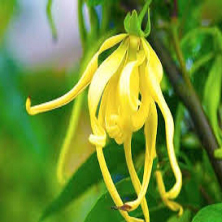 CÂY GIỐNG HOÀNG LAN( NGỌC LAN VÀNG)