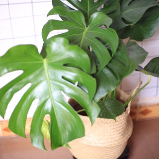 Monstera Deliciosa kèm giỏ cói