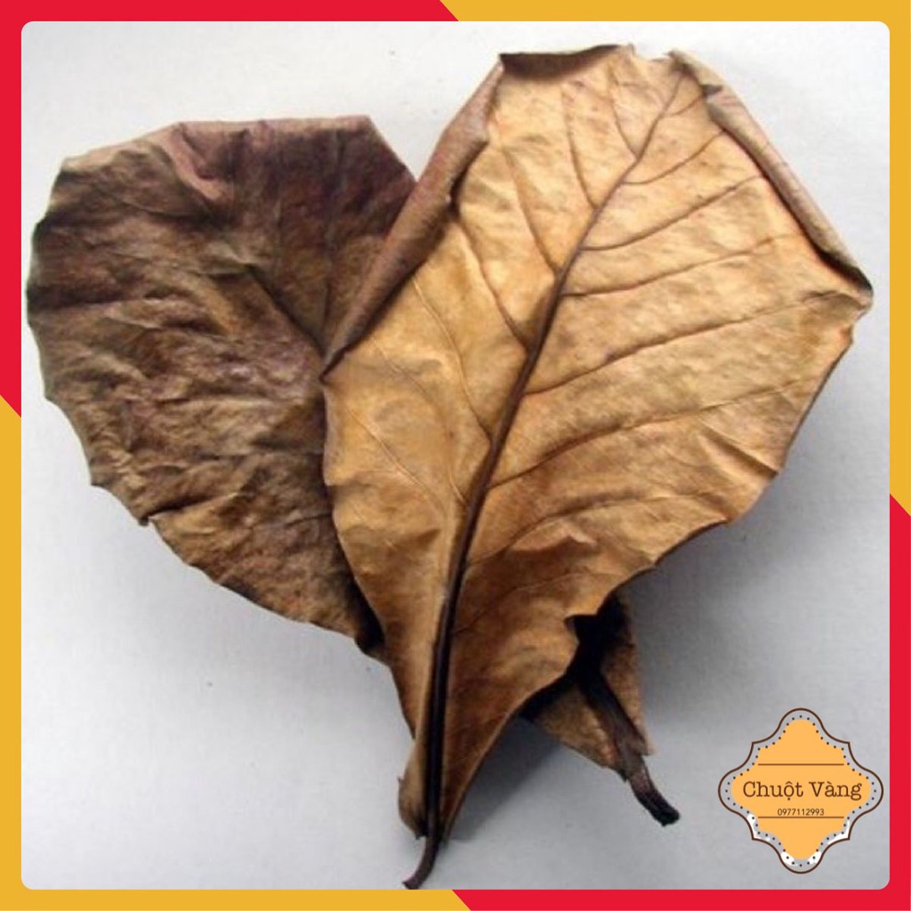 Combo 10 lá bàng khô dưỡng cá betta và cá cảnh