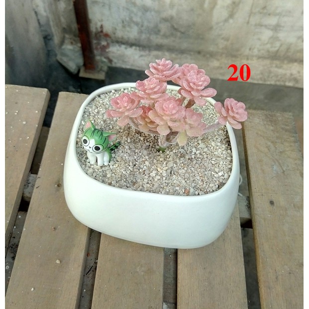 Cây hoa nhựa: mẫu sedum vảy ốc đỏ