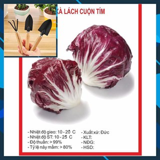 Xà Lách Cuộn Tím 0.5gr TẶNG BỘ LÀM VƯƠN MINI