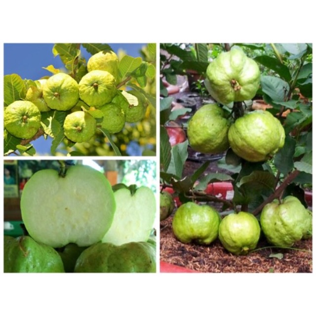 CÂY ỔI KHÔNG HẠT( cây giống cao 40-50cm)