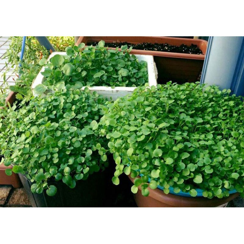 1000H- Hạt giống xà lách cải xoong