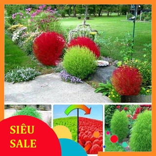 100 Hạt giống Cỏ Đổi màu (tặng gói Kích nẩy mầm và Hướng dẫn)
