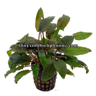 TIÊU THẢO NÂU - CÂY THUỶ SINH DỄ TRỒNG VÀ PHÁT TRIỂN TỐT