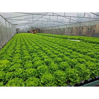 dung dịch khí canh thủy canh (cặp 2lit)  cho cây ăn quả và ăn lá