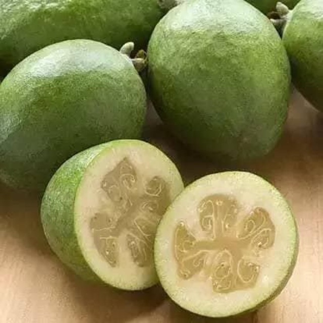 cây giống ổi dứa (ổi Feijoa) newzealand - cây giống nhập khẩu
