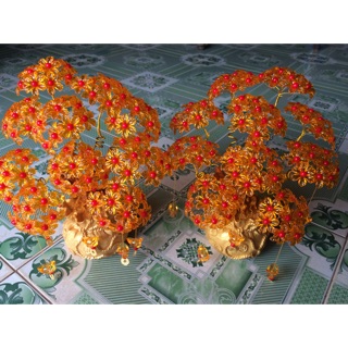 Cây kim tiền vàng