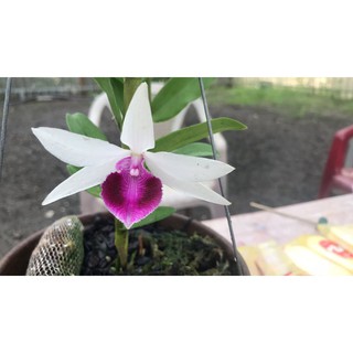 PHI ĐIỆP 5CT LÂM XUNG