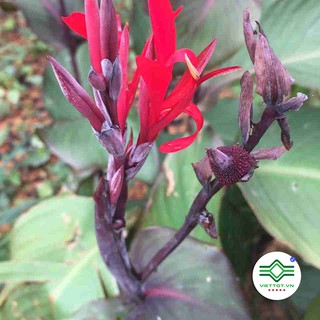 Cây Dong Riềng Đỏ Khô 1KG - T162