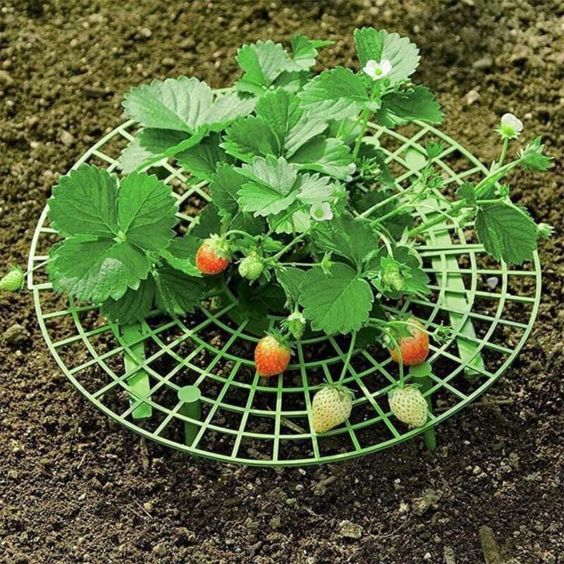 Giá đỡ hỗ trợ trồng Dâu Tây, khung đỡ xà lách, giá đỡ quả