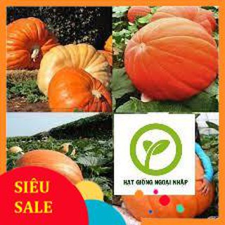 5 hạt giống bí ngô khổng lồ hat f1