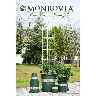 Combo 50 chậu MONROVIA 3Galion