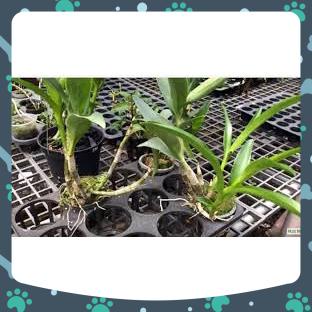 Đen ro chớp bịp chậu trưởng thành chuẩn hoa 100% giá siêu rẻ